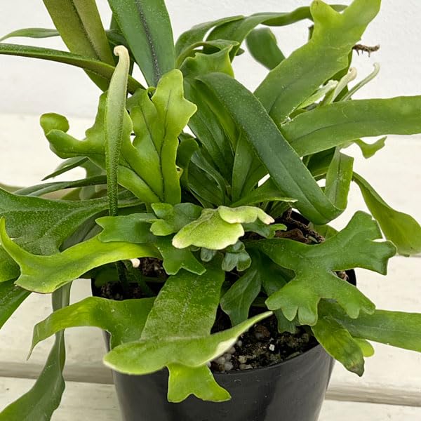 Amazon｜ピロシア：ロンギフォリア 3号ポット[シダの仲間]｜観葉植物